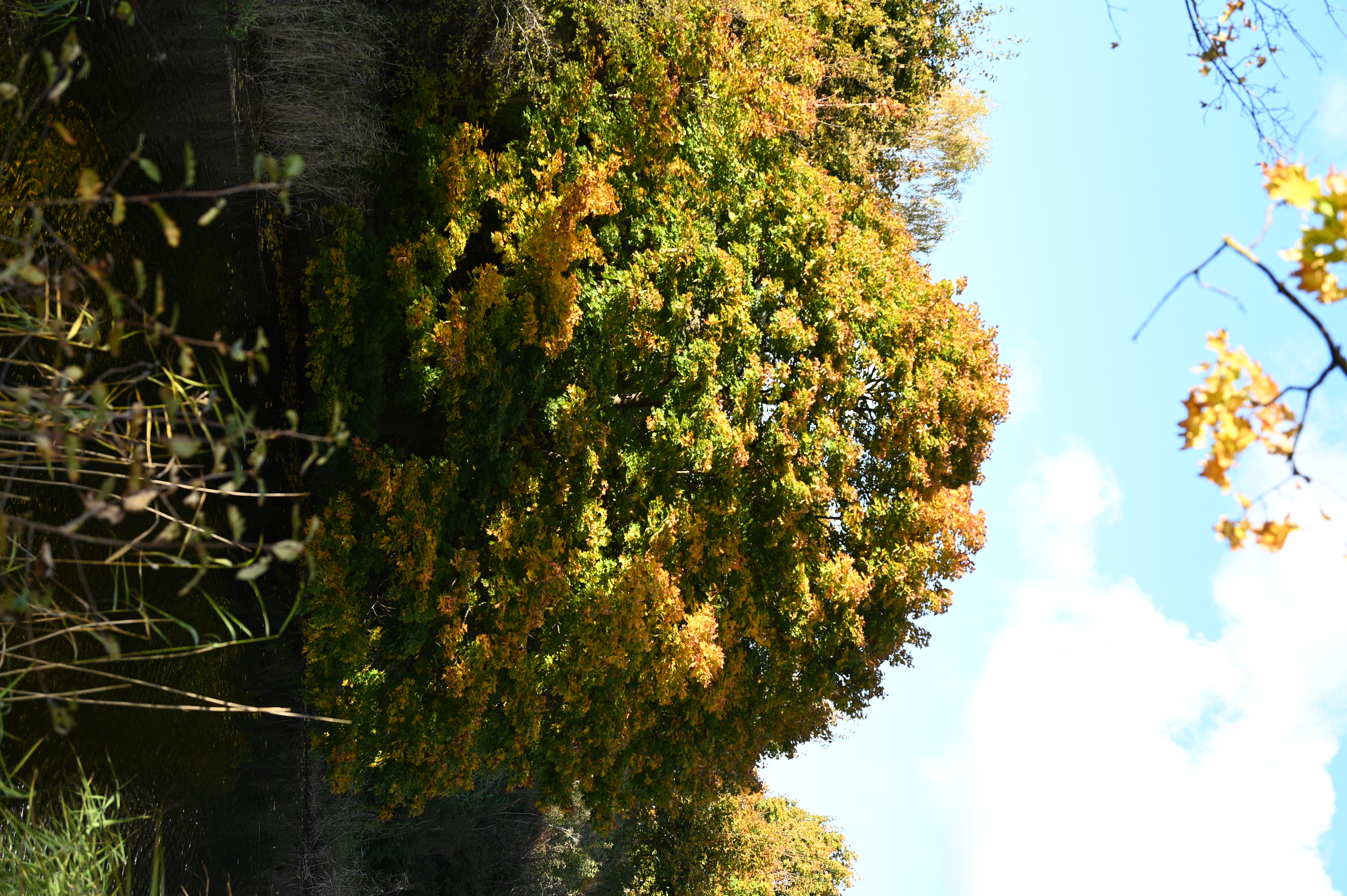 2025/10/18 - walk/DSC_0125.JPG